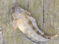 Chasmodes bosquianus