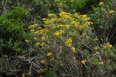 Senecio linifolius