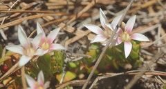 Lysimachia buxifolia