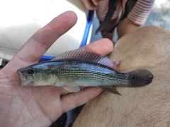 Crenicichla scottii