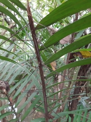 Bactris guineensis