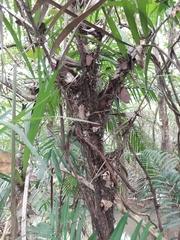 Bactris guineensis