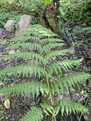 Macrothelypteris