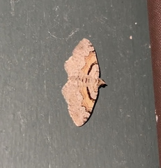 Xanthorhoe labradorensis