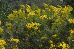 Senecio linifolius