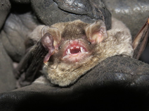 Schreibers' Long-fingered Bat