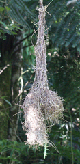 Ploceus nelicourvi