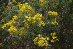 Senecio linifolius