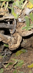 Bitis rubida