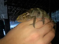 Chamaeleonidae