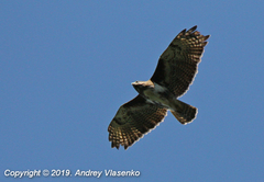 Buteo brachypterus
