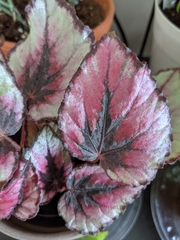 Begonia rex-cultorum