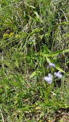 Nuttallanthus texanus