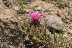 Thelocactus