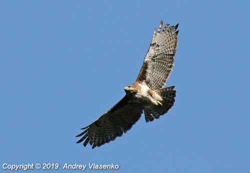 Madagascar Buzzard