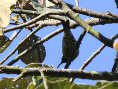 Cinnyris sovimanga sovimanga