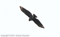 Buteo brachypterus