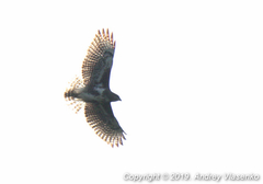 Buteo brachypterus