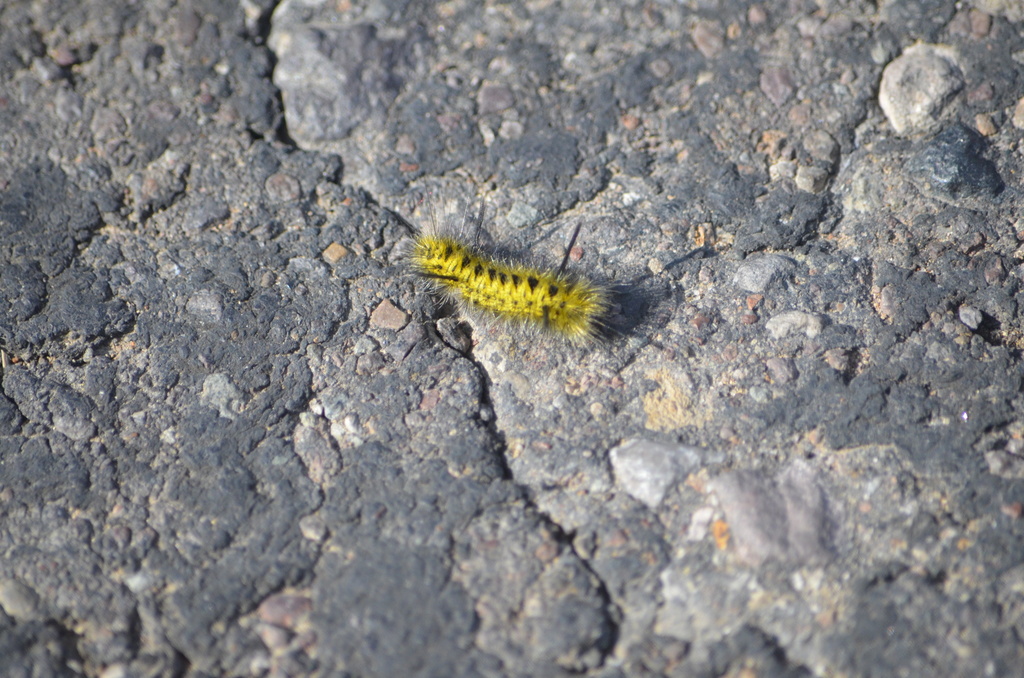 Lophocampa bicolor