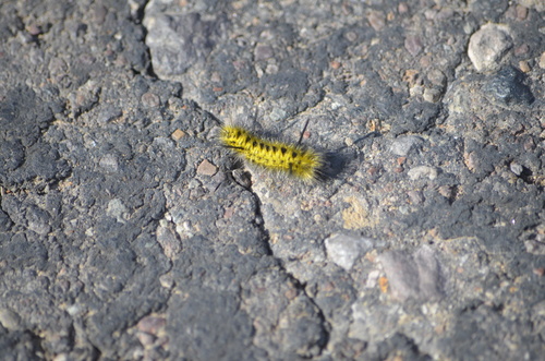 Lophocampa bicolor