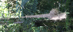 Ploceus nelicourvi