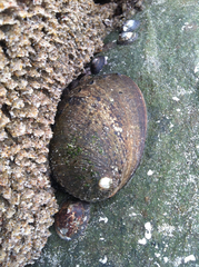 Haliotis cracherodii