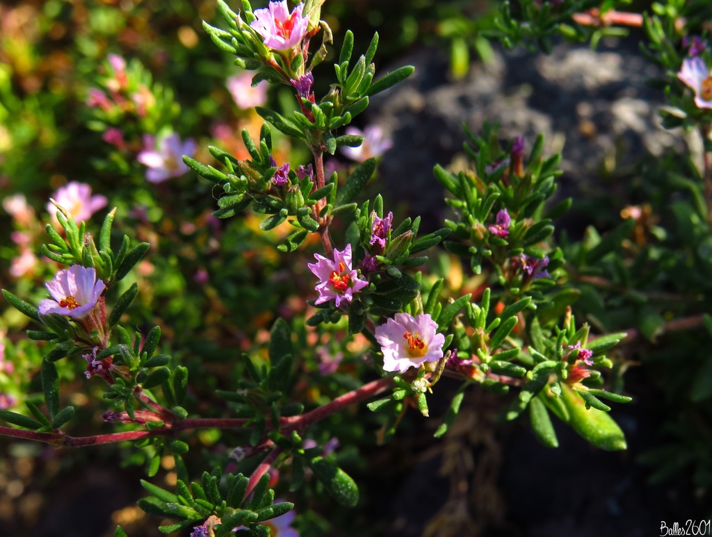Frankenia ericifolia (Frankenia ericifolia)