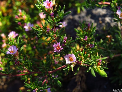 Frankenia ericifolia (Frankenia ericifolia)