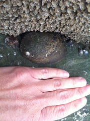 Haliotis cracherodii