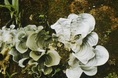 Cora pavonia