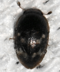 Cryptarcha strigatula