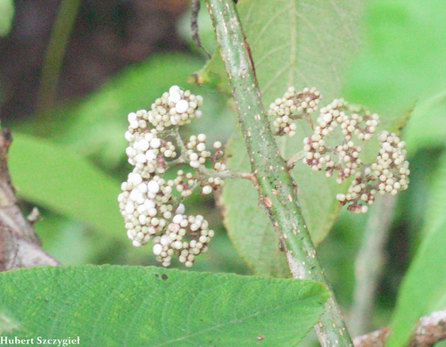 Callicarpa macrophylla