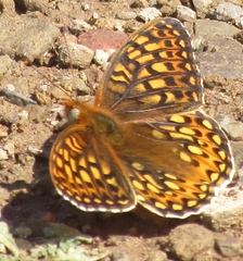 Speyeria callippe callippe