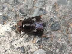 Copestylum violaceum