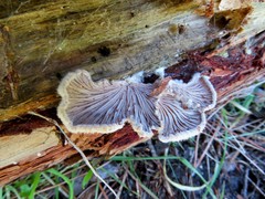 Schizophyllum commune