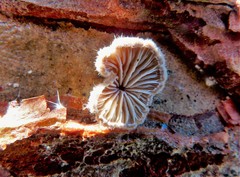 Schizophyllum commune