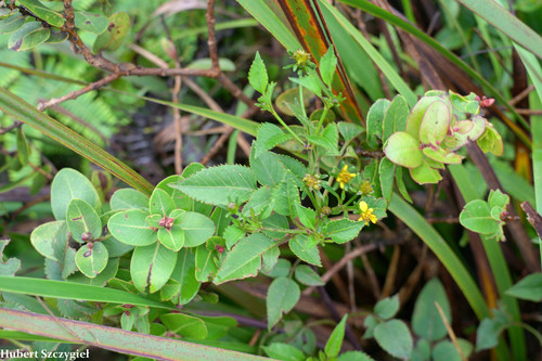 Bidens macrocarpa observed 2021-11-21