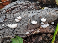 Schizophyllum commune