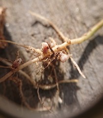 Rhizobium