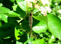 Nephrotoma pratensis