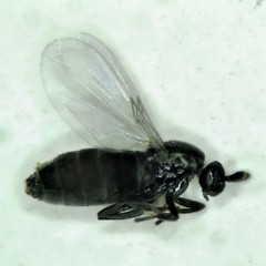 Swammerdamella
