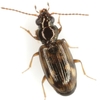 Bembidion impotens - Photo (c) Mike Quinn, Austin, TX, some rights reserved (CC BY-NC), uploaded by Mike Quinn, Austin, TX