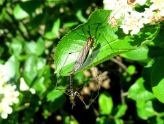 Nephrotoma pratensis