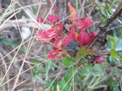 Puccinia magellanica
