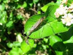 Nephrotoma pratensis