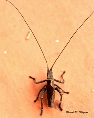 Typophyllum inflatum