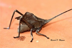 Typophyllum inflatum