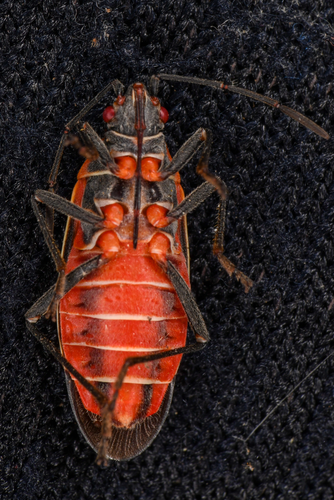 western boxelder bug