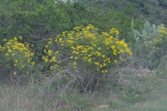 Senecio linifolius