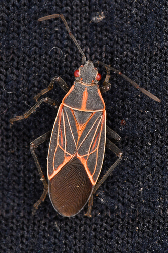 Western Boxelder Bug